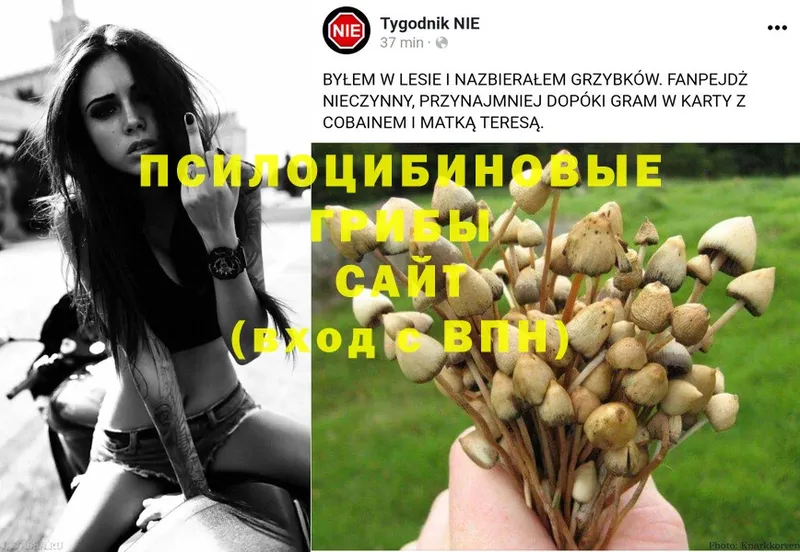 Псилоцибиновые грибы Psilocybe  мориарти формула  Ейск 